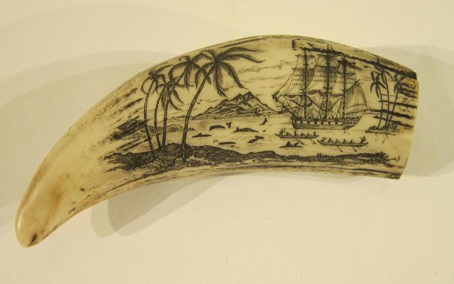 Scrimshaw from Poole Museum collection